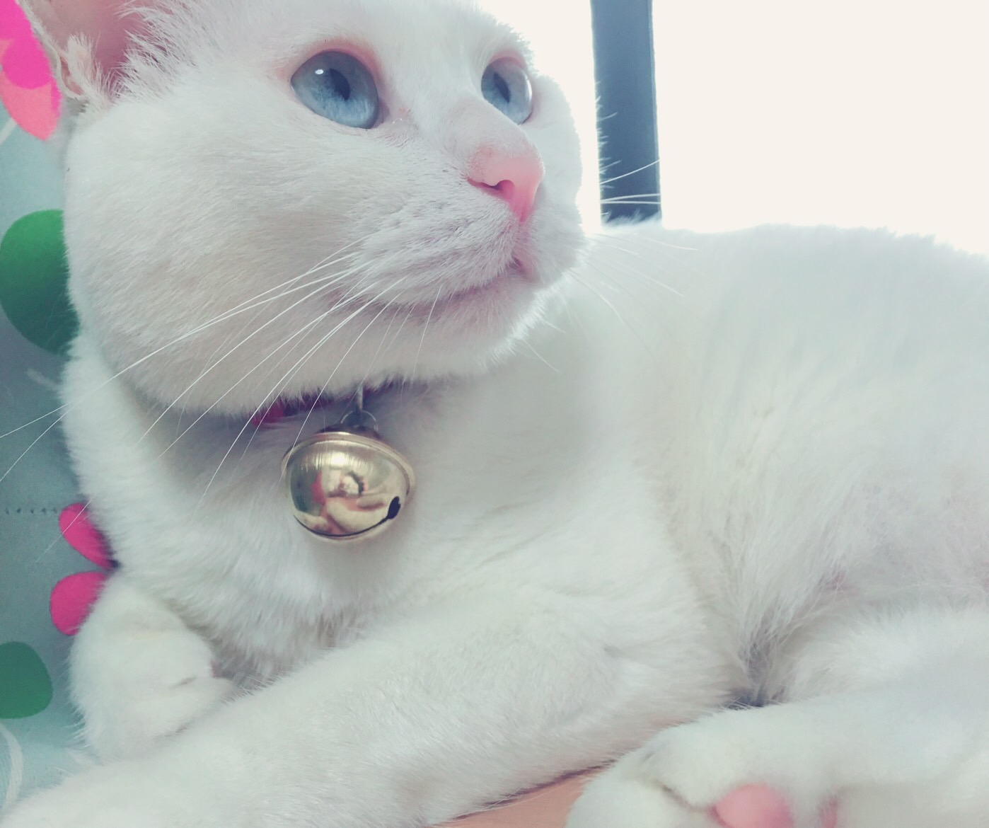 猫のタマ